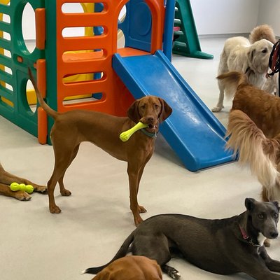 Pepper stands proudly with her bright yellow toy while the pack mingles around the colorful playground equipment. Playtime is in full swing with friends scattered across the daycare floor.