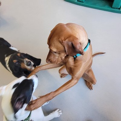 Pepper's intense focus during playtime - whatever has her attention has completely captured her concentration. A black and tan friend joins the scene, creating a nice contrast of coat colors.