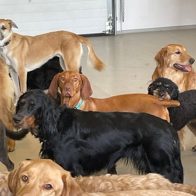 Pack time in the indoor area - multiple dogs of all sizes gathering together, creating that bustling daycare energy. The mix of breeds and personalities creates a lively scene of canine camaraderie.