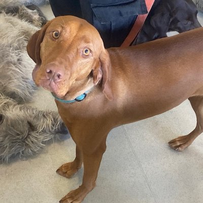 Pepper strikes a perfect sitting pose indoors, her athletic frame showcased against the daycare's cozy setting. That focused expression suggests she's waiting for her next command or perhaps eyeing someone with treats.