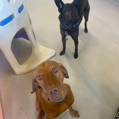 Two friends sharing space near the indoor play equipment, with Pepper looking particularly pleased about something happening off-camera. The dark brindle pup in the background seems ready for action too.