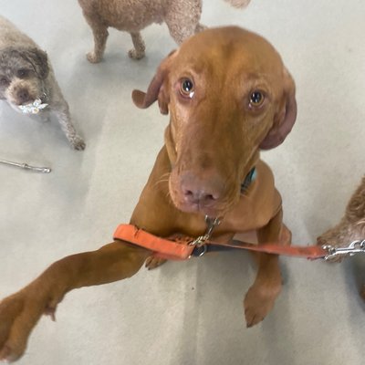 Pepper strikes a picture-perfect pose for the camera while her daycare friends mill about in the background. The orange leash suggests someone's getting ready for an adventure.