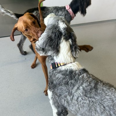Pepper appears to be in full play mode with her shaggy companion while another friend watches from the background. The energy is palpable as they engage in some serious daycare socializing.
