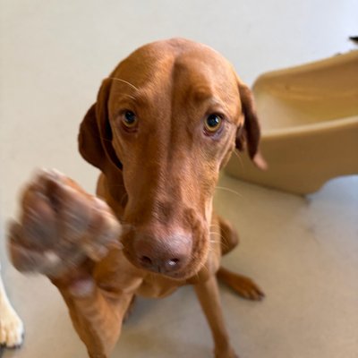 Pepper reaches out with her paw as she looks up at the camera from floor level. The close-up angle captures her expressive face and extended paw in motion.