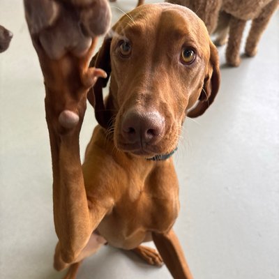 Pepper strikes a perfect portrait pose while her daycare friends mill about in the background. The camera caught her mid-wave with that signature paw raised, creating an unexpectedly charming greeting.