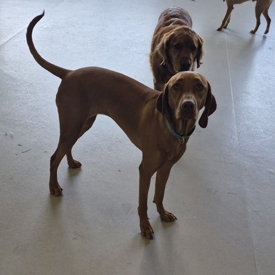 Pepper strikes a confident pose in the foreground while her golden retriever buddy hangs back, creating a perfect buddy system moment on the daycare floor.
