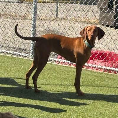 Perfect profile pose on the artificial turf, showing off that athletic Vizsla build. The afternoon sun highlights her rust-colored coat as she stands alert in the play area.