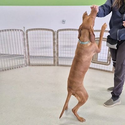 High-five practice session in progress! Pepper's athletic build shines as she reaches up to meet her trainer's hand.