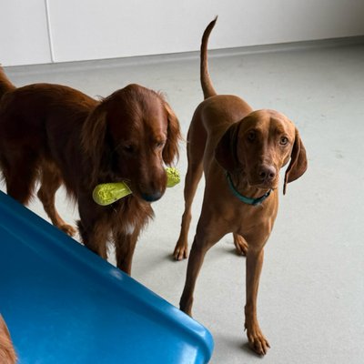 Two friends sharing a tennis ball moment - one claims possession while the other waits patiently for her turn.