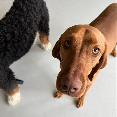 Pepper's latest photo from 2026-05-15